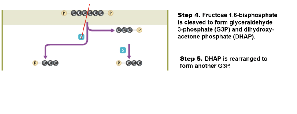 steps gy