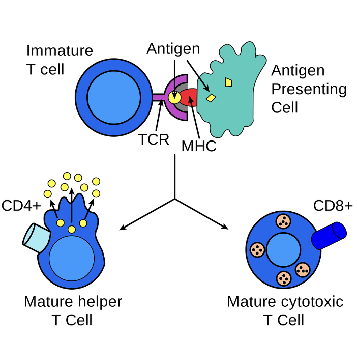 <ul><li><p><span><span>Only </span><u><span>three types of cells</span></u><span> can be APCs: Macrophages (MØs), B-cells &amp; Dendritic Cells (DCs)</span></span></p></li><li><p><span><span>B-cells bind Ag &amp; present it to T-cells before they undergo expansion &amp; differentiation into plasma cells</span></span></p></li><li><p><span><span>MØs present to T-cells after phagocytosis, DCs after pinocytosis</span></span></p></li><li><p><span><span>Most Ag is presented in MHC-II to a T</span><sub><span>H</span></sub><span> cell, but viral Ag is presented in MHC-I to “kickstart” T</span><sub><span>C</span></sub><span> expansion &amp; differentiation into CTLs</span></span></p></li></ul><p></p>