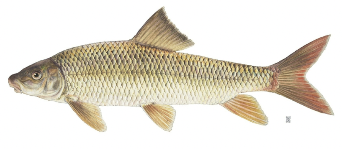 <p>catostomidae</p>