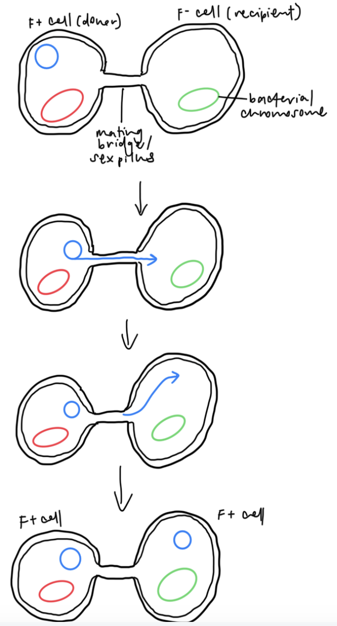 <p><span style="font-family: Arial, sans-serif">(1) Mating bridge formation</span></p><ul><li><p><span style="font-family: Arial, sans-serif">Cell carrying F plasmid (donor cell) uses sex pilus to attach to recipient cell, which retracts and pulls both cells together to form a mating bridge</span></p></li></ul><p><span style="font-family: Arial, sans-serif">(2) Transferring of plasmid</span></p><ul><li><p><span style="font-family: Arial, sans-serif">One strand of plasmid DNA breaks</span></p></li><li><p><span style="font-family: Arial, sans-serif">Broken strand peels off and one end enters the F- cell, where synthesis of complementary strand begins</span></p></li><li><p><span style="font-family: Arial, sans-serif">Unbroken strand is used as a template to synthesise a new strand, known as rolling circle replication</span></p></li><li><p><span style="font-family: Arial, sans-serif">Genes involved in pilus formation are transferred</span></p></li></ul><p><span style="font-family: Arial, sans-serif">(3) DNA Replication</span></p><ul><li><p><span style="font-family: Arial, sans-serif">DNA replication continues in both donor and recipient cells, as transferred plasmid strand moves farther into the recipient cell</span></p></li></ul><p><span style="font-family: Arial, sans-serif">(4) Formation of 2 F+ cells</span></p><ul><li><p><span style="font-family: Arial, sans-serif">Once DNA transfer and synthesis complete, plasmid in recipient cell circularises</span></p></li><li><p><span style="font-family: Arial, sans-serif">Recipient cell (F-)&nbsp; is now a F+ cell too</span></p></li></ul><p></p>