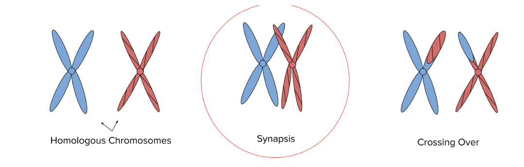 <ul><li><p>**by the end of interphase, the chromosomes have sister chromatids (appearing double stranded)</p></li><li><p>Chromosomes condense, becoming visible</p></li><li><p>Chromosomes align with homolungus pair + synapse</p></li><li><p>Synapse = 1/more exchanges/crossovers occur between a matching segment of 1 chromosome with its pair, produces new combinations of genetic instructions, the sister chromatids are no longer identical.</p></li><li><p>nuclear membrane disappears</p></li></ul>