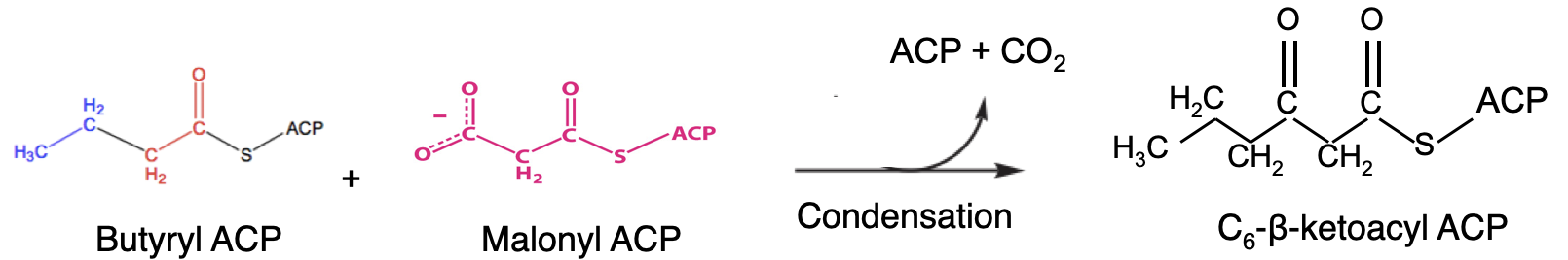 <p>Condenses with a new molecule of malonyl ACP (step 1) </p><ul><li><p>forms C6-B-ketoacyl ACP; acyl group now contains 6 carbons </p></li><li><p>reduction, dehydration, and reduction (steps 2-4) then follow </p></li><li><p>repeats until C16-acyl ACP is formed</p></li></ul><p></p>