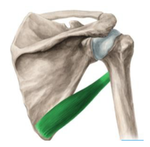 <p>oorsprong: caudale derde van de margo alteralis scapulae</p><p>aanhechting: tuberculum minus</p><p>functie: endorotatie, adductie en extensie humerus</p><p>glenohumeraal</p>