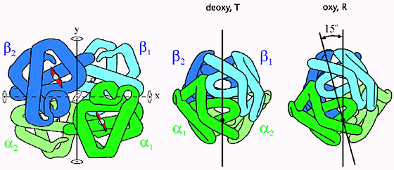 <ul><li><p>Hb can <em><u>change its affinity for O</u><sub>2</sub></em> from high affinity (in the lungs) to low affinity (at the tissues)</p></li><li><p>affinity dependent on partial pressure of O2</p></li><li><p>Once 2 subunits, in the T state, bind O<sub>2</sub> a T → R transition occurs</p><ul><li><p>α and β subunits slide past each other, breaking ionic bonds that stabilize the T-state</p></li><li><p>makes it easier for the <u>remaining subunits</u> to bind O<sub>2</sub></p></li></ul></li></ul><p></p>