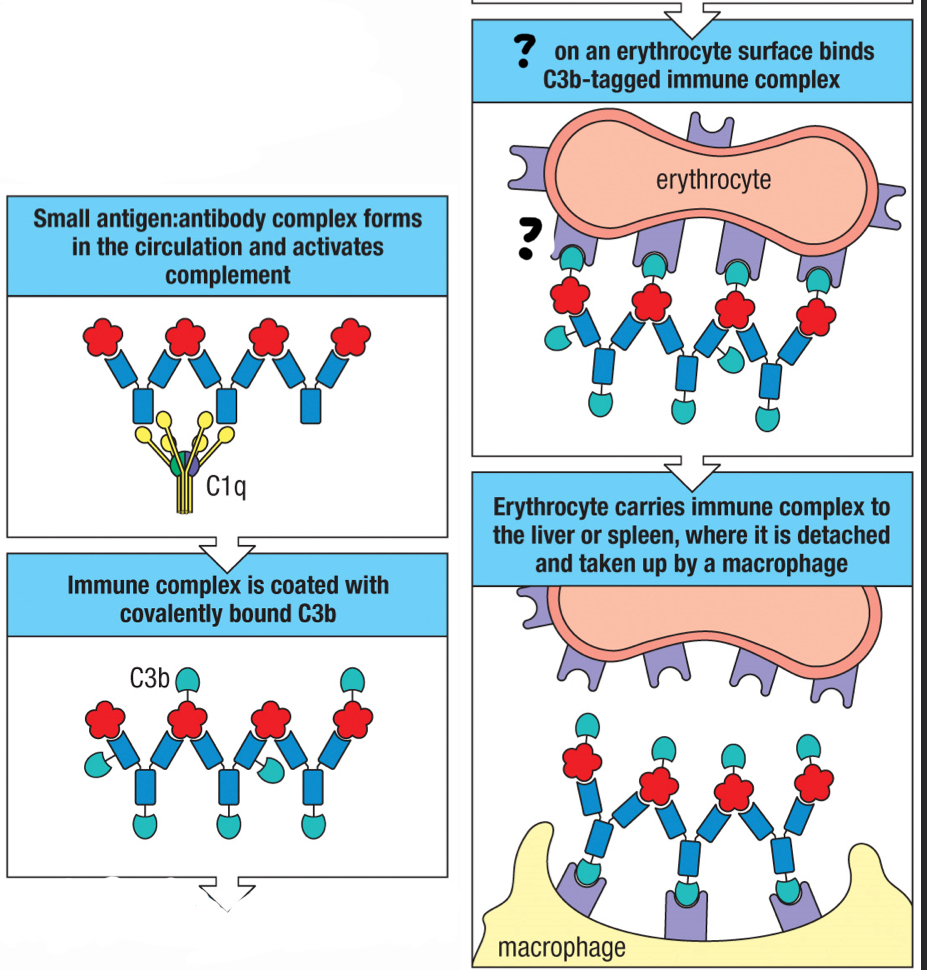 <p>complement receptor found on erythocytes and help move large amounts of immune complexes to macrophages throughout the body for opsonization; helps clear out pathogens once antibodies are formed; interacts with C3b fragment</p>