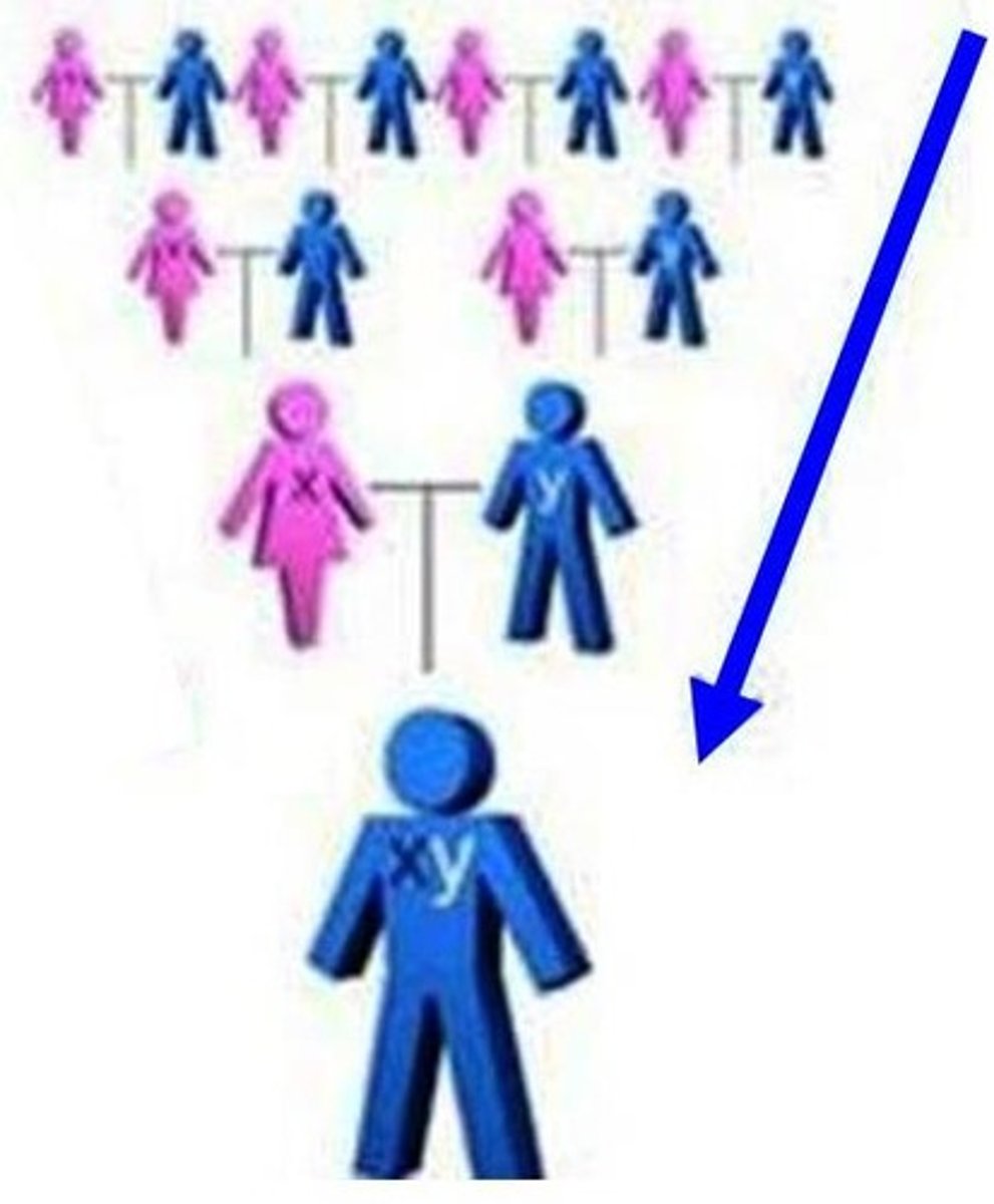 <p>based on or tracing descent through the male line</p>