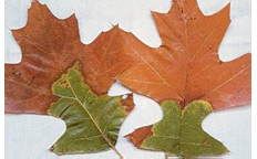 <p>Ceratocystis fagacearum</p>