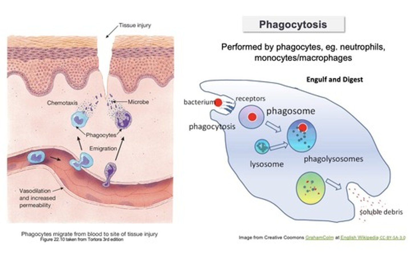 <p>the process where phagocytic cells recognize and engulf bacteria</p>