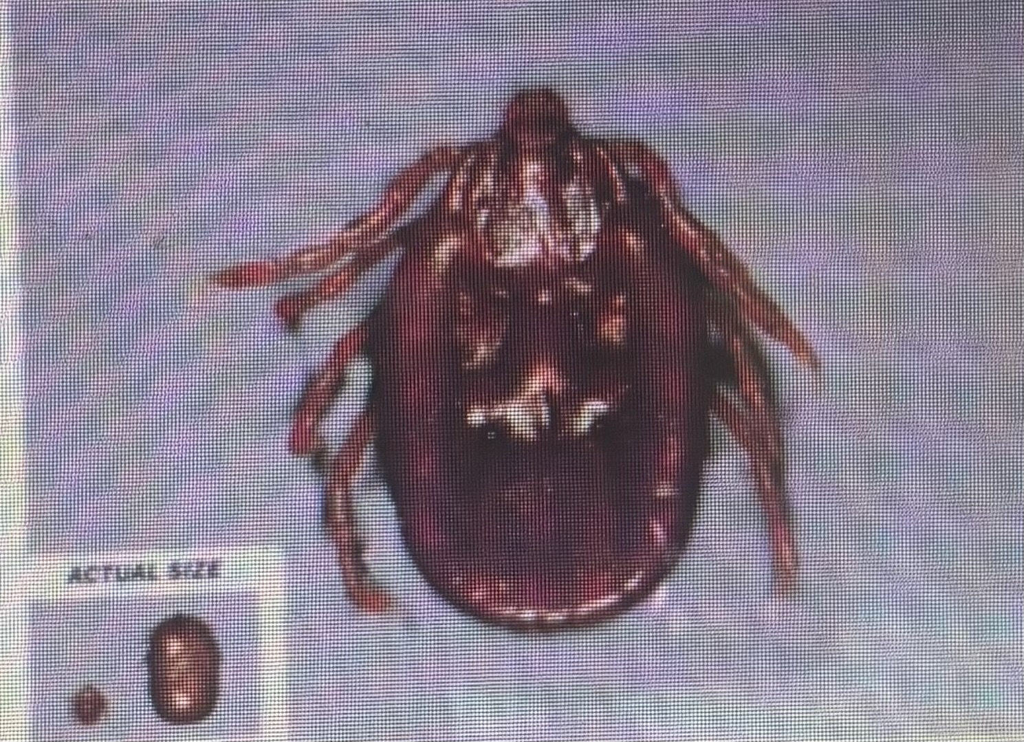 <p>Hard tick </p><p>Brown dog tick</p><p>Drought tolerant </p><p>Indoor infesting </p>