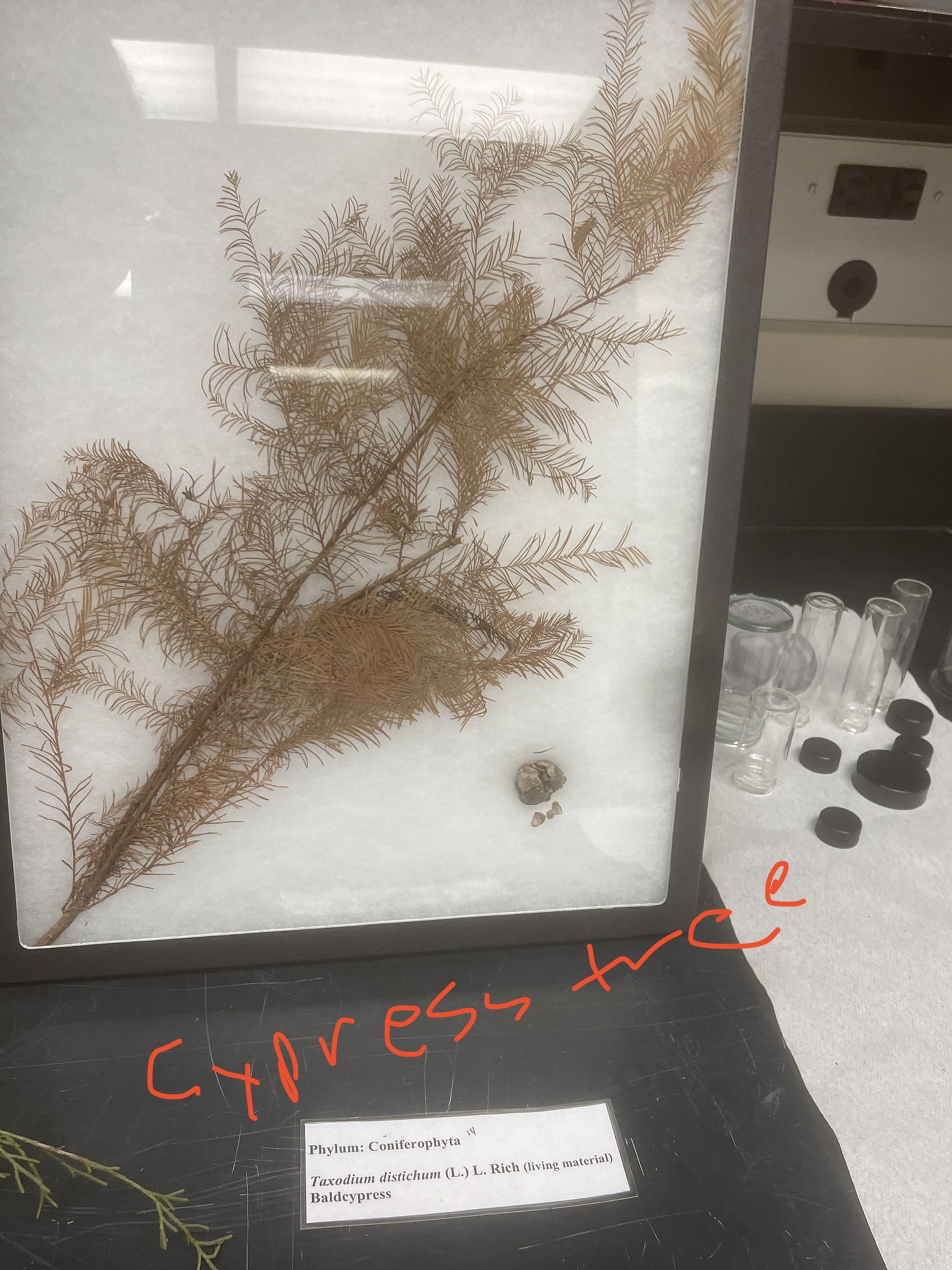 Name the plant and phylum 