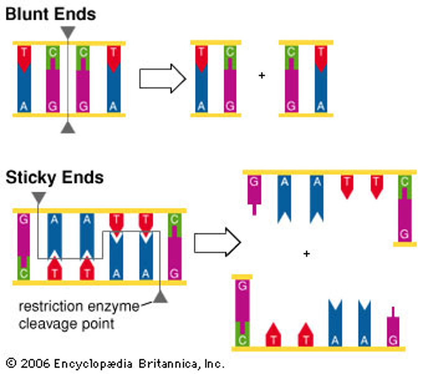 <p>Sticky ends - overhands (complementary bases)</p><p>Blunt ends - uniform edges and no overhangs</p>