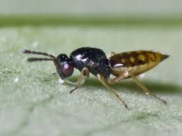 <p>Tiny Wasp</p>