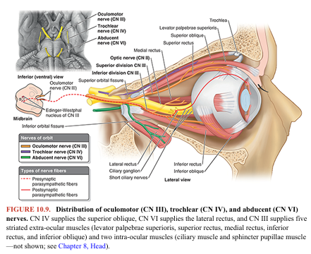 <p>Functions: somatic motor (general somatic efferent) and visceral motor (general visceral efferent–parasympathetic). Nuclei: There are two oculomotor nuclei, each serving one of the functional components of this nerve. The somatic motor nucleus of the oculomotor nerve is in the midbrain (Fig. 10.6). The visceral motor (parasympathetic) accessory (Edinger-Westphal) nucleus of the oculomotor nerve lies dorsal to the rostral two thirds of the somatic motor nucleus (Haines &amp; Mihailoff, 2018). The oculomotor nerve (CN III) provides the following (Fig. 10.9): • Motor innervation to the striated muscle of four of the six extra-ocular muscles (superior, medial, and inferior recti and inferior oblique) and superior eyelid (L. levator palpebrae superioris), hence the nerve’s name • Parasympathetic innervation through the ciliary ganglion to the smooth muscle of the sphincter pupillae that causes constriction of the pupil and ciliary muscle, producing accommodation (allowing the lens to become more rounded) for near vision</p>