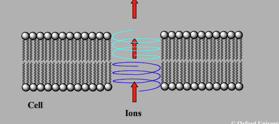 <p>Gramicidin</p><p>Interacts with cell membrane lipids</p><p>Peptide antibiotic thought to form a helix in membrane </p><p>Two helices align end to end to form escape tunnel </p><p>Hydrophobic exterior interacts with lipids, interior allows ion passage</p><p></p>