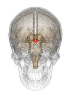 <p>Which structure is represented by this image?</p>