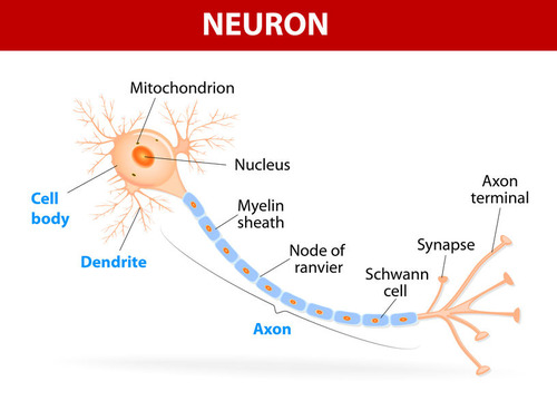 Dendrites are branching extensions of the neuron cell body.  Dendrites receive electrochemical stimulation from other neurons and propagate the message received to the cell body of the neuron.
