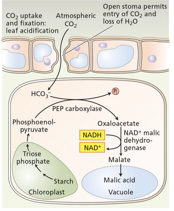 <ul><li><p>stomata are open</p></li><li><p>PEP is made from broken down starch, exported from chloroplast to cytoplasm</p></li><li><p>CO2 comes in → PEP + HCO3- decarboxylated by PEP carboxylase→ C4 acid stored in vacuole</p></li><li><p>pH is low</p></li></ul><p></p>