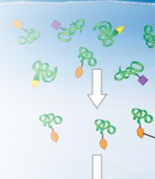 <p>Each protein that comes out of the Golgi apparatus has </p>