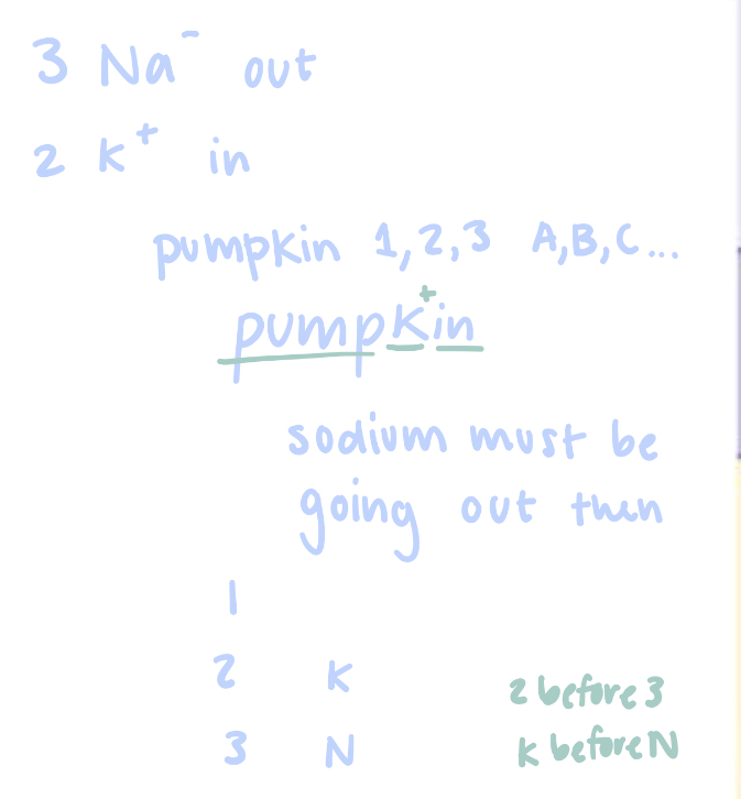 <p>3 Na out of cell </p><p>2 K into cell </p>