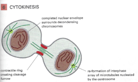 <p>Contractile ring made of actin &amp; myosin separates the 2 daughter cells</p><p>Chromosomes decondense &amp; nuclear structures reform</p>