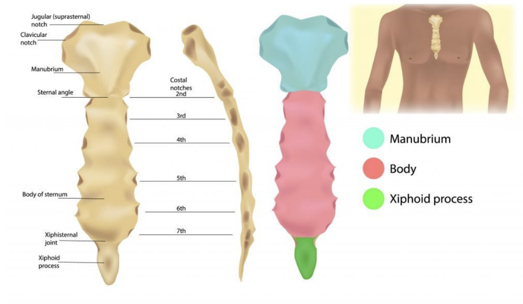 <ul><li><p>Flat</p></li><li><p>Marked by transverse risdges on its anterior surface that represent lines of fusion between the segmental elements called sternebrae (from where the body arises embryologically)</p></li><li><p>Laterally (on the margins) — articular facets for the costal cartilages</p><ul><li><p>Superiorly, each margin has a demifacet for articulation with the inferior aspect of the second costal cartilage</p></li></ul></li><li><p>Inferior to this demifacet — 4 facets for articulation with the costal cartilags of ribs II to VI</p><ul><li><p>At the most inferior end we have another demifacet for articulation with the 7th costal cartilage</p><ul><li><p>I think ts saying theres a demifacet between manubrium &amp; body &amp; between body &amp; xiphoid — nvm not at bottom only up there? look at image talking ab sternocostal joints</p></li></ul></li><li><p>Inferior end of the sternum body is attached to the xiphoid process</p></li></ul></li></ul>