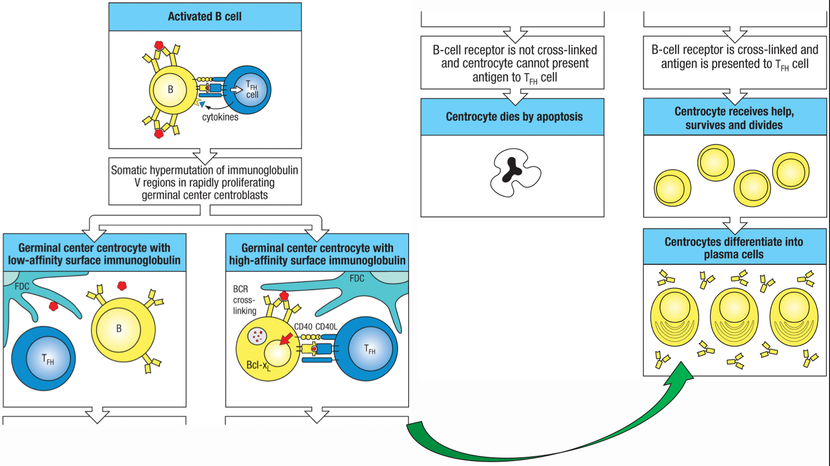 <p>T/F: only the centrocytes with high affinity to the antigen are induced to express Bcl-XL</p>