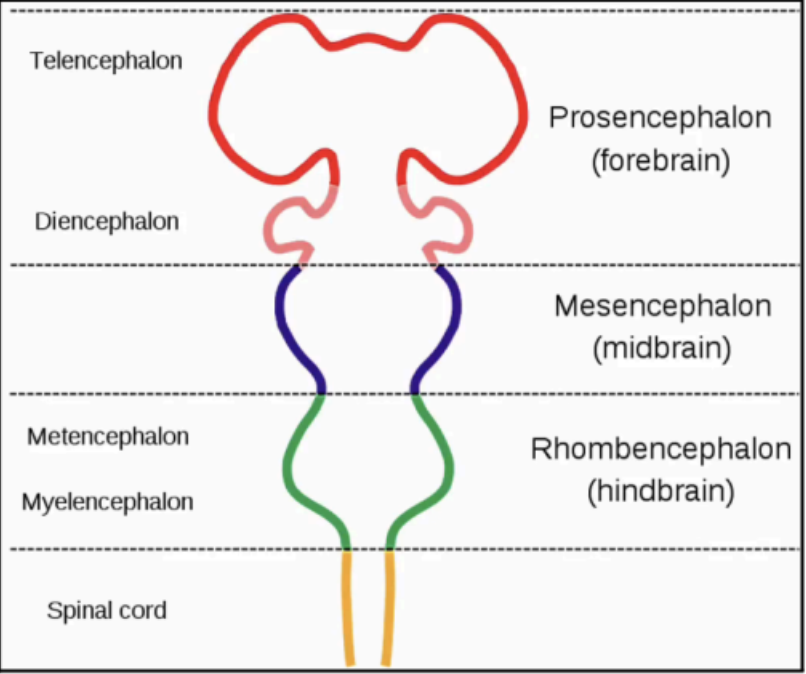 <p>forebrain (prosencephalon)</p>