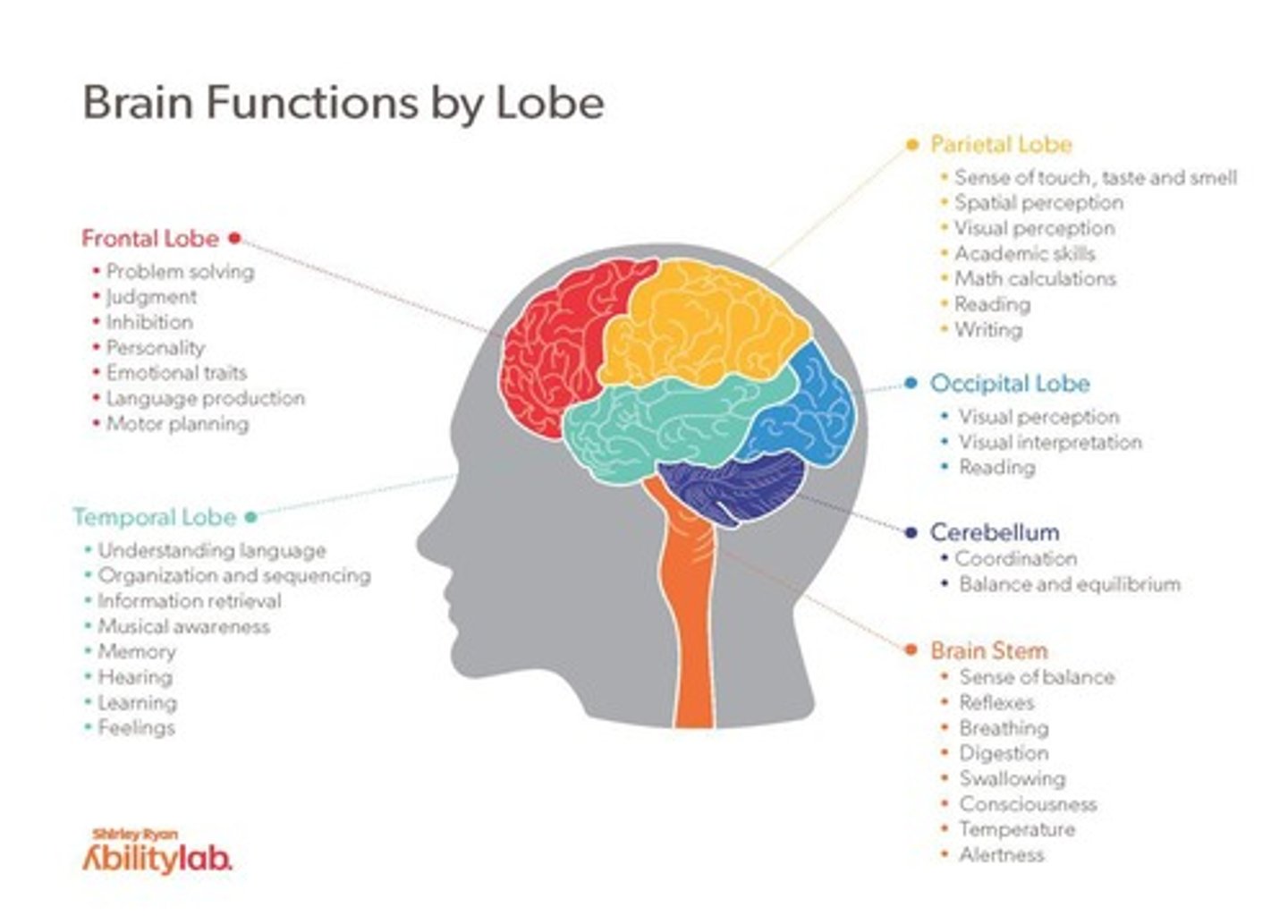 <p>Responsible for executive function + motor strip</p>