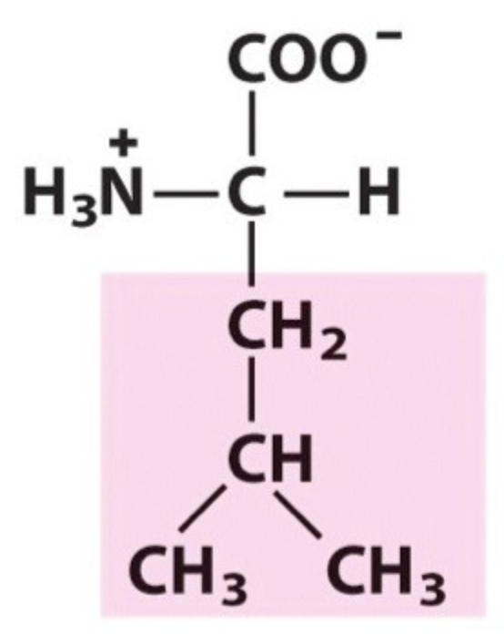 <p>Name the amino acid.</p>