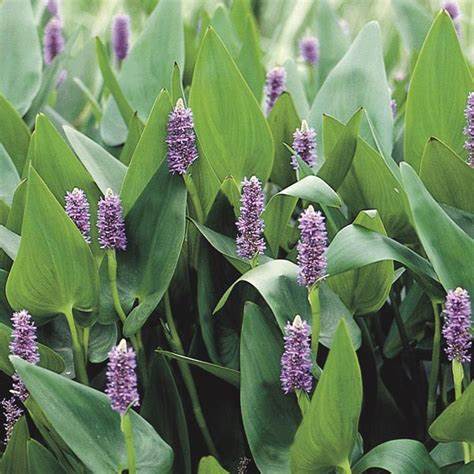 Pickerelweed