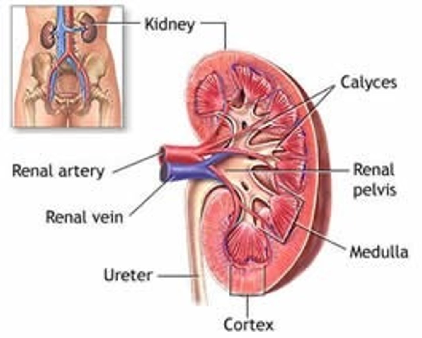 <p>Calyces or calices (plural) Cup like collecting region of the renal pelvis</p>