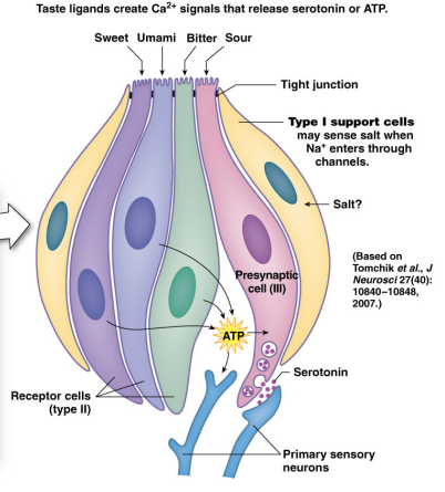 <ul><li><p>Type I support cells </p></li><li><p>Type II receptor cell </p><ul><li><p>Sweet, umami, bitter</p></li></ul></li><li><p>Type III </p><ul><li><p>Sour </p></li></ul></li></ul>