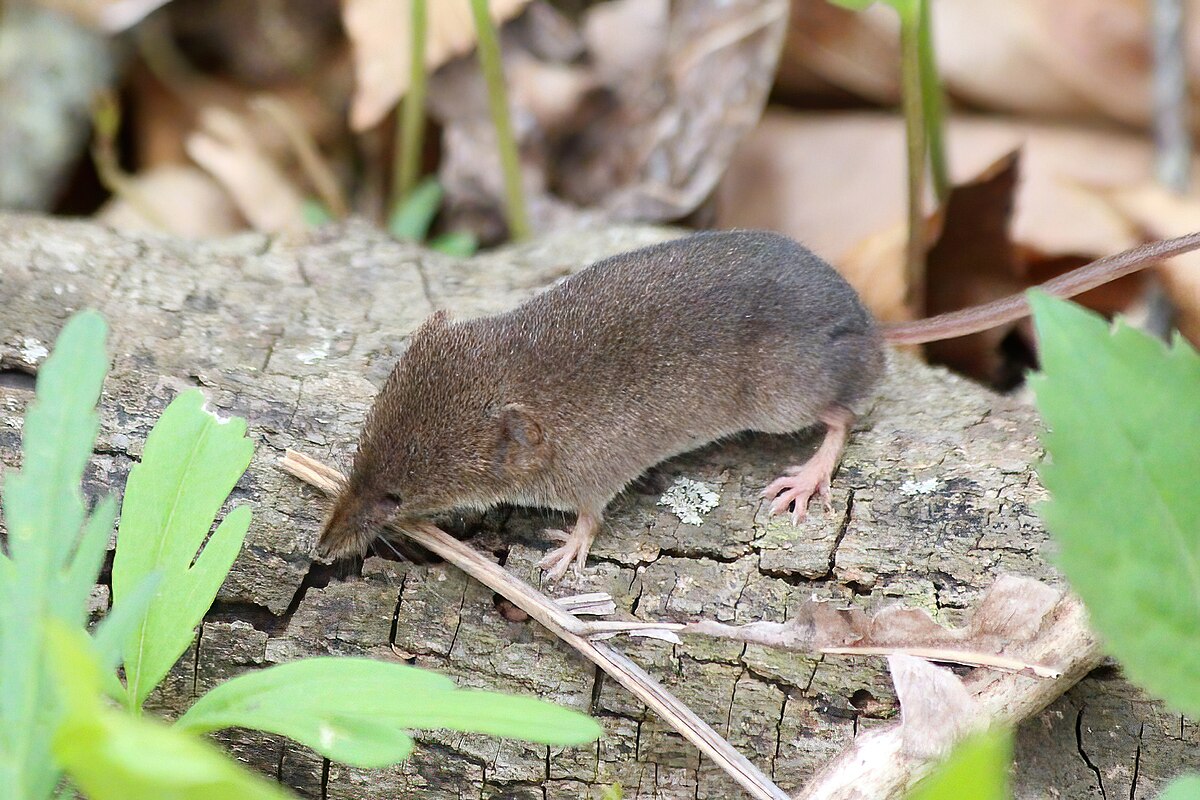 <p>masked shrew</p>