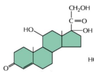 <p>a steroid hormone</p><p>produced by the adrenal cortex (near the kidneys)</p><p>targets many organs</p><p>effects: adaptation to long-term stress by raising blood glucose levels and mobilizing fat</p><p>can bind to an intracellular receptor to bind protein to DNA</p>