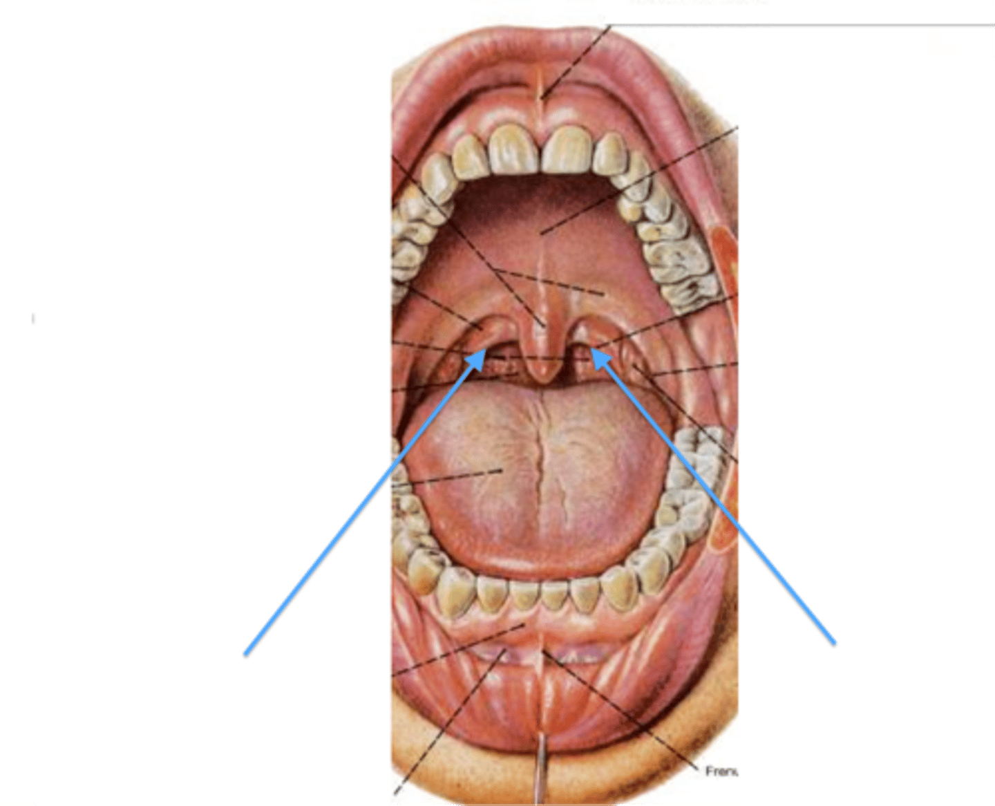 <p>Depression</p><p>- In between arches on side of mouth</p><p>- Under the epiglottis</p>