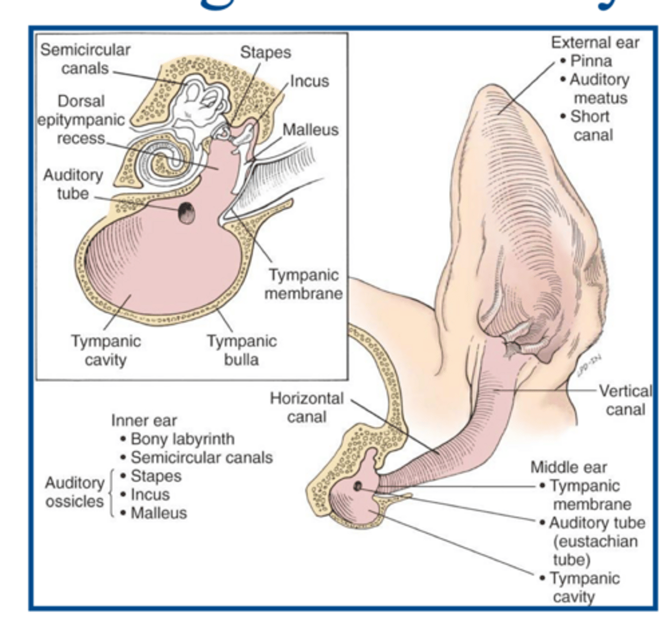 <p>what structure separates the middle and external ear canal</p>