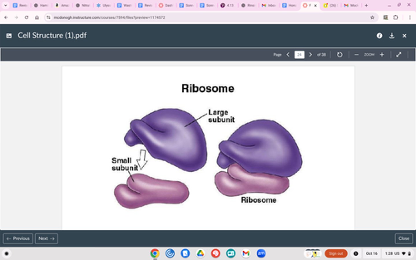 <p>Structure</p><p>Made of proteins and rRNA</p><p>Located on rough endoplasmic reticulum (ER) &amp; floating in cytoplasm</p><p>Function</p><p>MAKE PROTEINS</p><p>^ proteins are synthesized right between the large and small sub-unit</p>