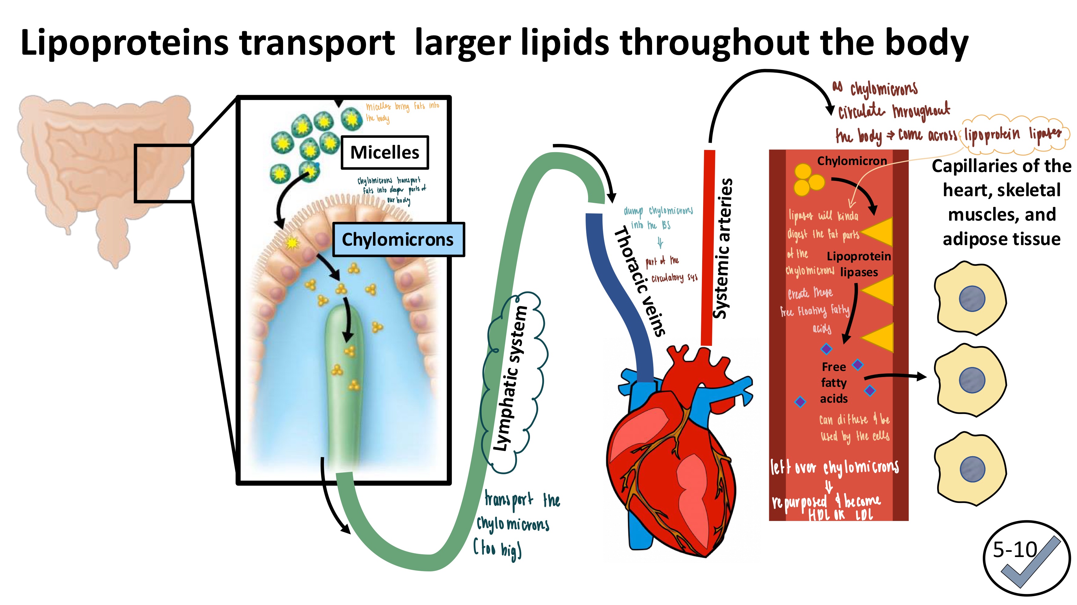 <ul><li><p><strong>Lympathic system</strong>: transport chylomicrons (lipid packages) to the body</p></li><li><p><strong>Lipoproteins</strong>: transport larger lipids throughout the body</p></li></ul><p></p>