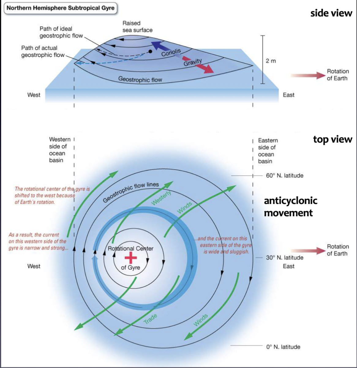 <p>In idealized N Hemisphere, Ekman transport results in movement towards centre of the gyre where water piles up in the centre</p><p>However, gravity pulls water downhill –’flow downhill’ (water flow from region of higher pressure to lower pressure)</p><p>The movement of water ’downslope’ deflected by the Coriolis effect results in a clockwise current— GEOSTROPHIC CURRENT</p>