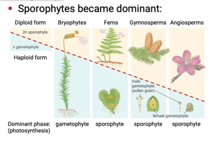 <p>he relative body size of sporophytes<br>and gametophytes depends on the<br>plant group.</p>