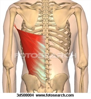 <p>Extension and Adduction of Humerus</p>