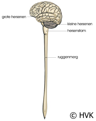 Bestaat uit de hersenen en het ruggenmerg.