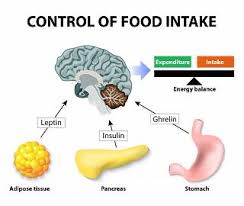 <p>A hormone produced by adipose (fat) tissue that helps to regulate energy balance by inhibiting hunger, thereby helping to maintain body weight. </p>