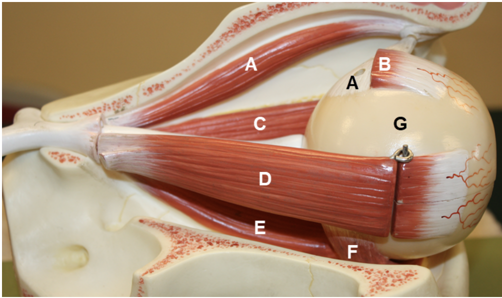 <p><span><span>In the image above, identify structures A-G.</span></span></p>