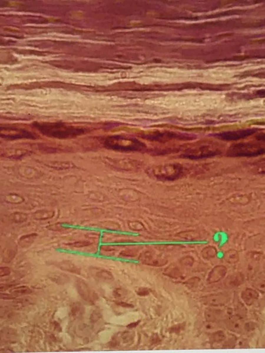 <p>stratum basale/stratum germinativum</p>
