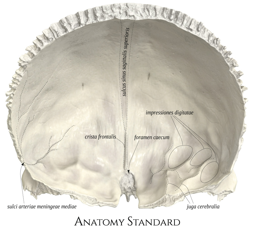 <p>Cipat trunore dhe lobi frontal i trurit të madh, crista frontalis, sulcus sinus sagittalis superior, fossae lacunares et granulares, falx cerebri, foramen coecum, impressiones dig. et sulci arteriosi.</p>