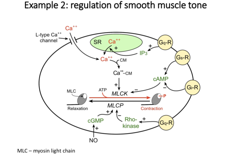 <p>Calcium bind with calmodulin and the complex stimulates myosin light chain kinase (MLCK)</p><p>Phosphorylates myosin light chain</p><p>Myosin light chain Phosphatase (MLCP) removes phosphate group</p><p>G alpha s induces muscle relaxation</p>