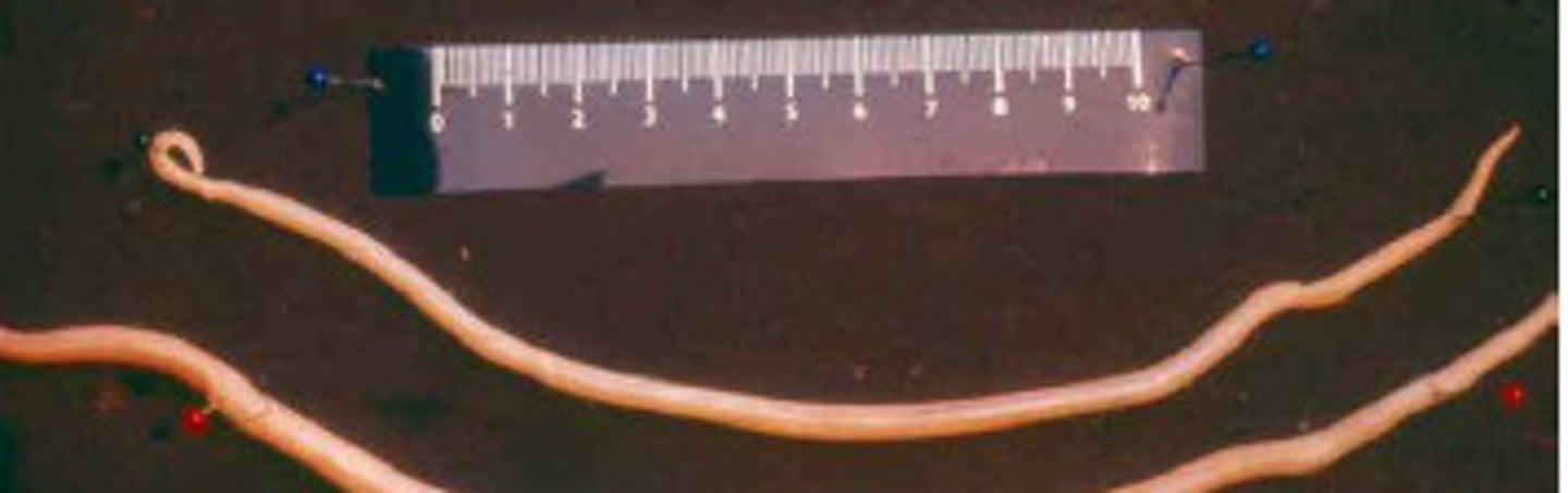 <p>Name these ugly worms</p>