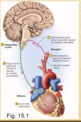 <ol><li><p>detected by stretch receptors</p></li><li><p>carried by afferent neuron to CNS</p></li><li><p>response via efferent to heart</p></li><li><p>heart slows and BP lowers</p></li></ol><p>homeostasis (negative feedback)</p><p></p>