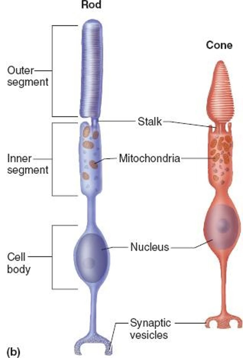 <p>Photoreceptors for night vision, detect light intensity.</p>